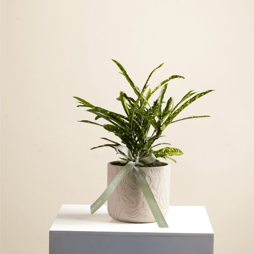 Kodium plant