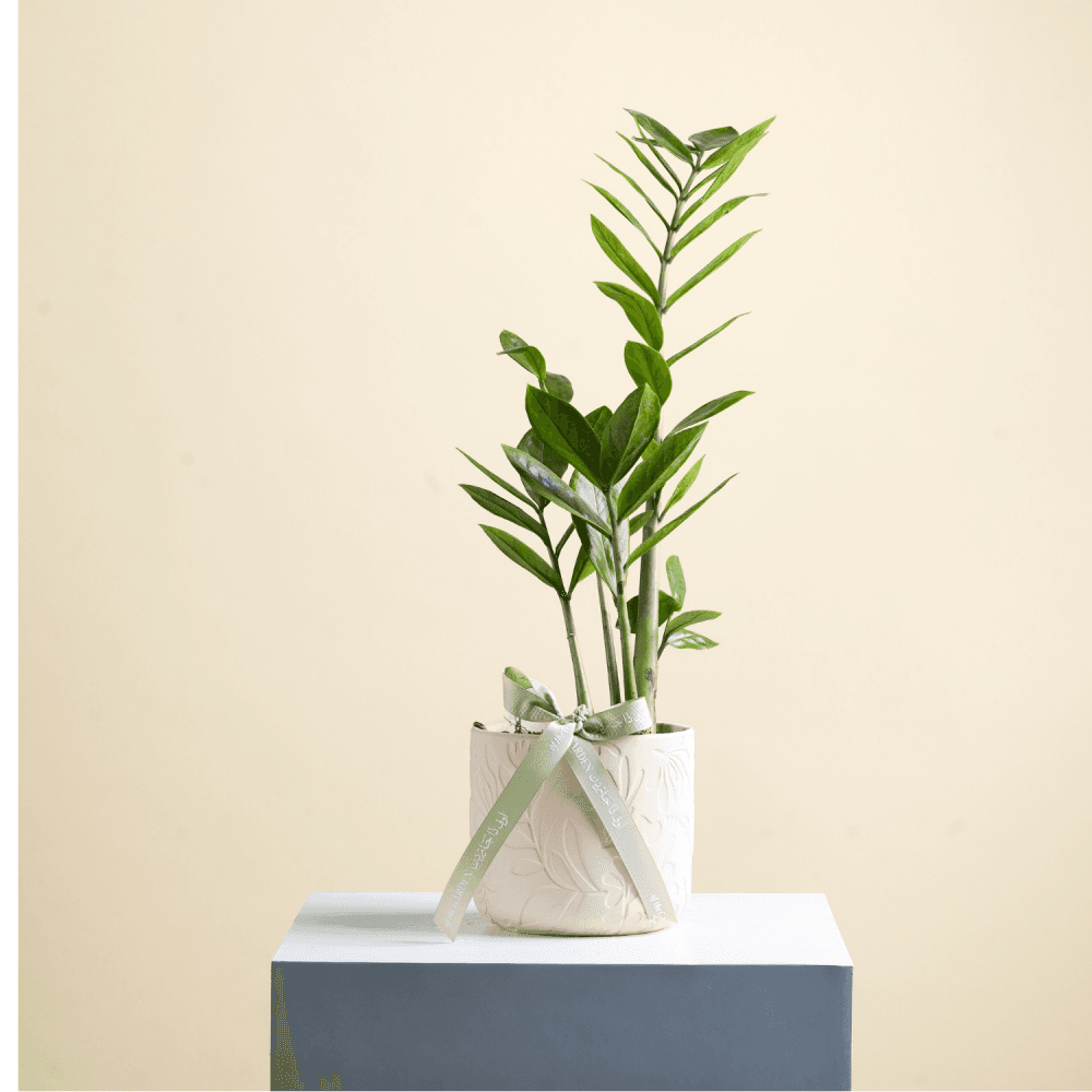Zamia plant