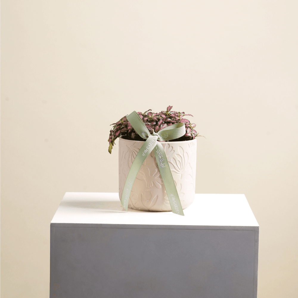 Vittoria plant 2