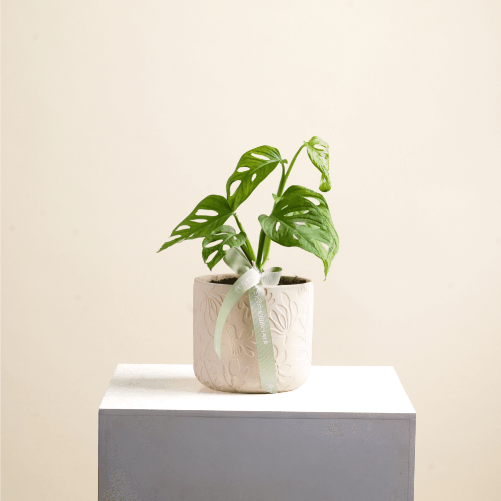 Monkey plant