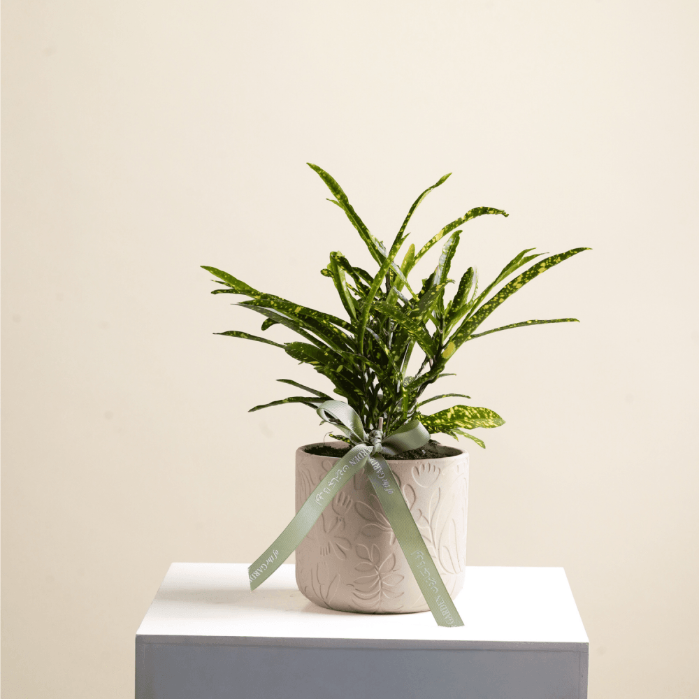 Kodium plant