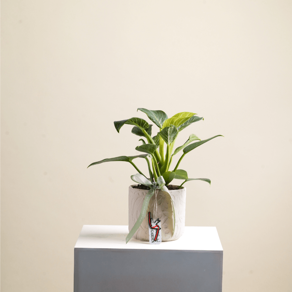 Eglonemia plant